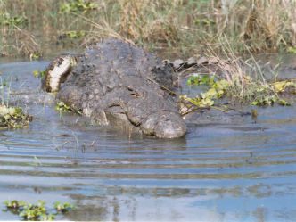 Liwonde National Park Liwonde National Park