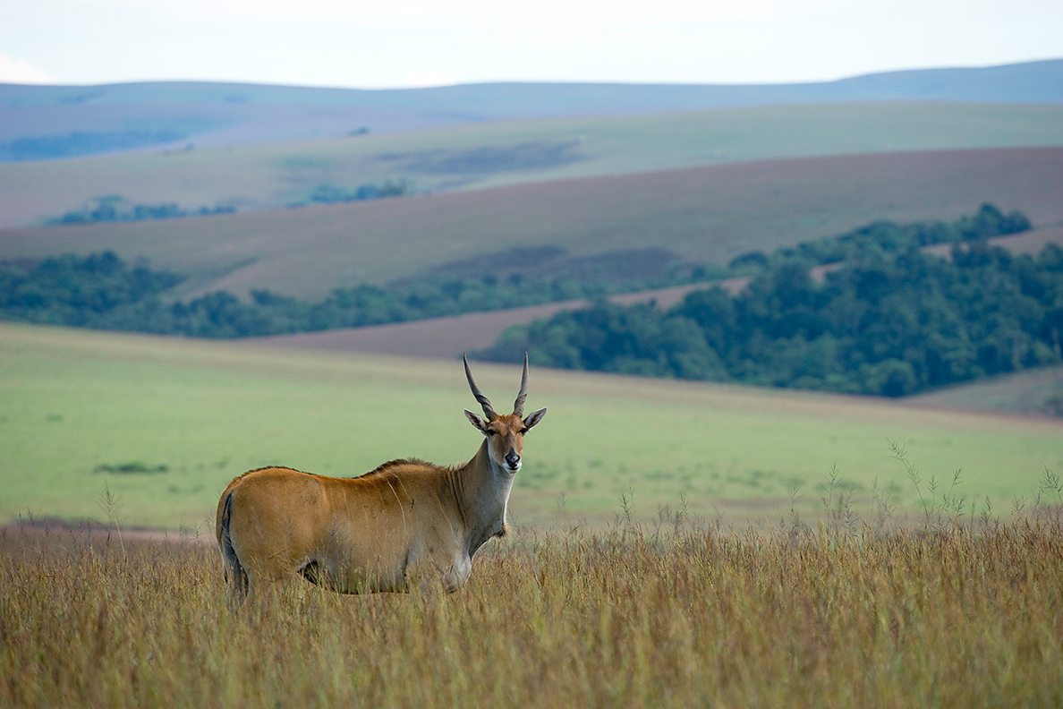 Nyika National Park - Elan Antilope