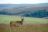 Nyika National Park - Elan Antilope