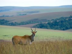Nyika National Park - Elan Antilope