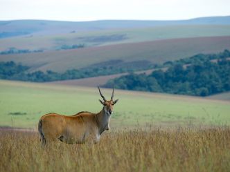 Nyika National Park - Elan Antilope Nyika National Park - Elan Antilope