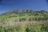 Zomba