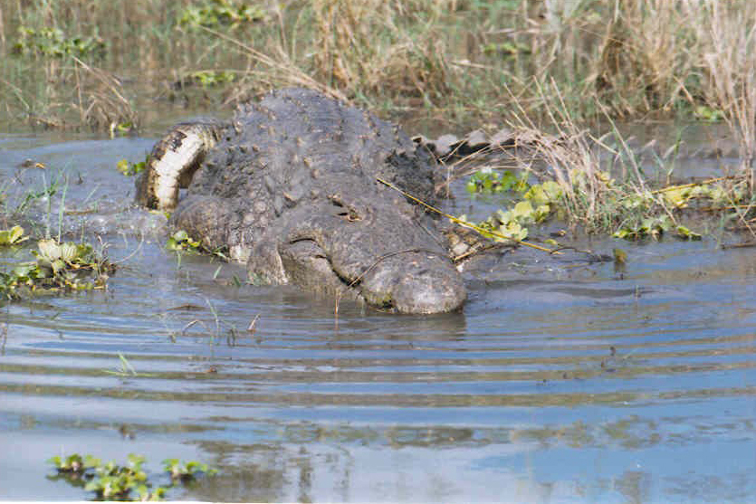 Liwonde National Park