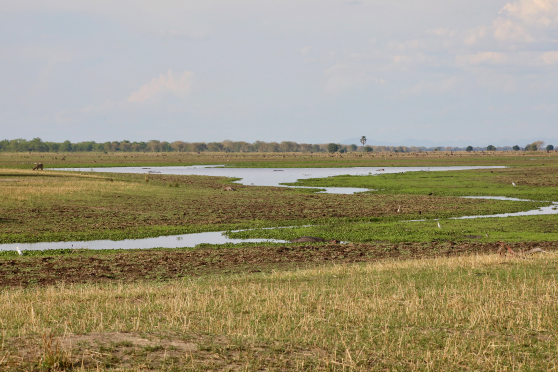 Malawi Highlights - Liwonde National Park