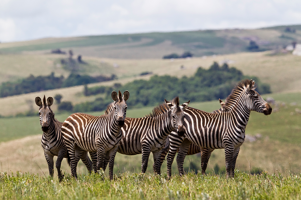 Parks of Malawi - Nyika National Park - Zebras