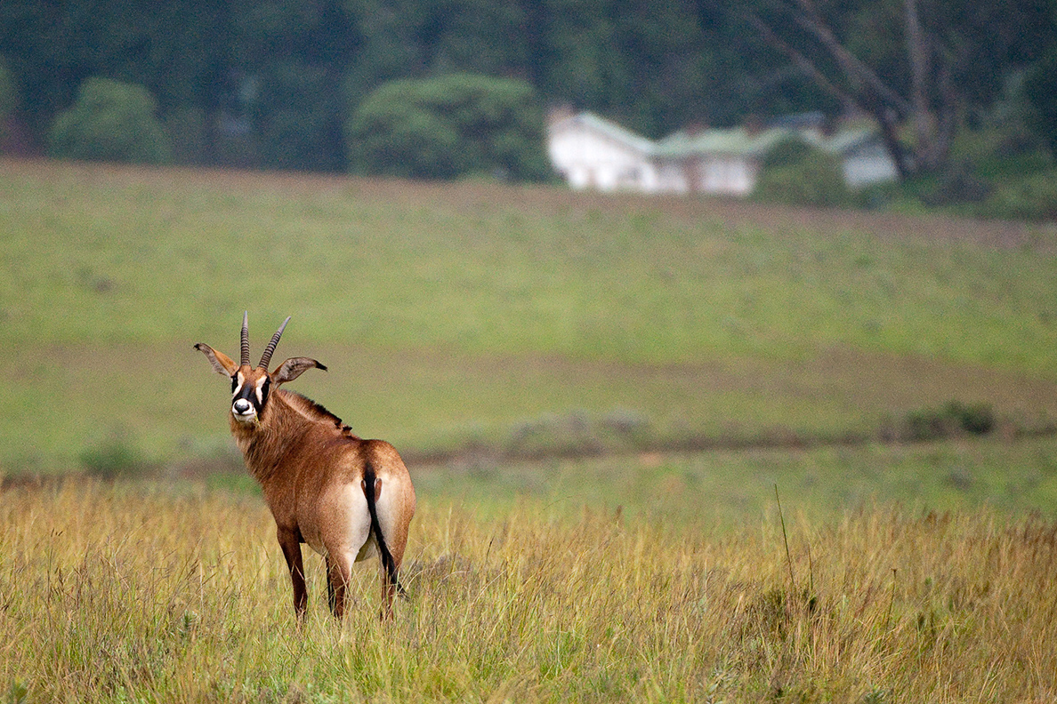 Parks of Malawi - Nyika National Park - Pferdeantilope