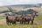 Parks of Malawi - Nyika National Park - Zebras