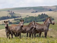Parks of Malawi - Nyika National Park - Zebras