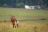 Parks of Malawi - Nyika National Park - Pferdeantilope