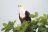Parks of Malawi - Liwonde National Park - African Fish Eagle