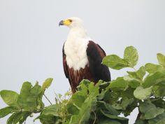 Parks of Malawi - Liwonde National Park - African Fish Eagle