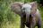 Bush &amp; Beach - Mozambique und Kruger, Pirschfahrt im Kruger National Park