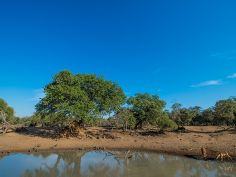 Bush &amp; Beach - Mozambique und Kruger, Wasserstelle im Mkuzi Game Reserve