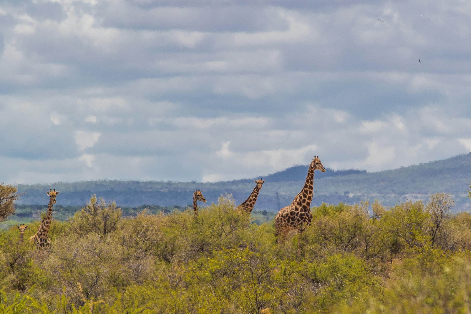 Auas Safari Lodge - Tierbeobachtung auf dem privaten Gelände