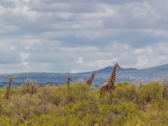 Auas Safari Lodge - Tierbeobachtung auf dem privaten Gelände