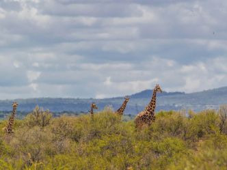 Auas Safari Lodge - Tierbeobachtung auf dem privaten Gelände Auas Safari Lodge - Tierbeobachtung auf dem privaten Gelände