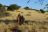 Bagatelle Kalahari Game Ranch, Spaziergang mit San