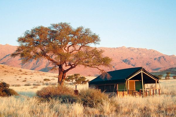 Camp Gecko