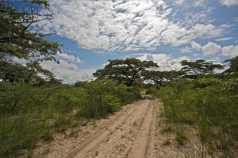 Camp Kwando - Pirschfahrt
