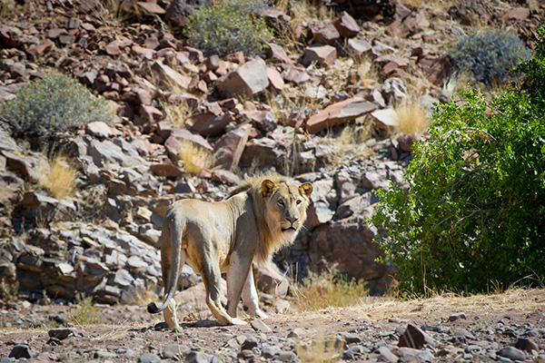 Damaraland Wilderness Camp, Pirschfahrt