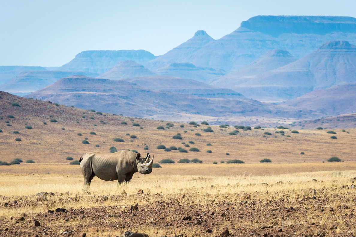 Desert Rhino Camp