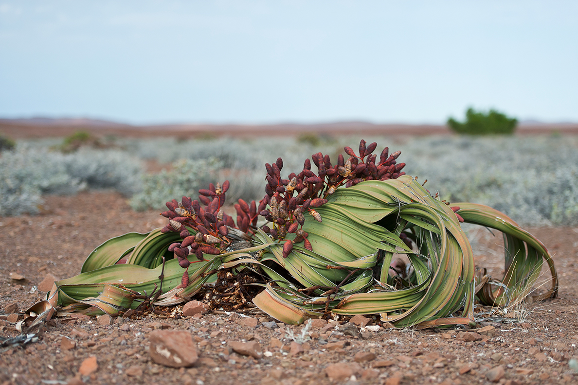 Desert Rhino Camp - Welwitschia Mirabilis