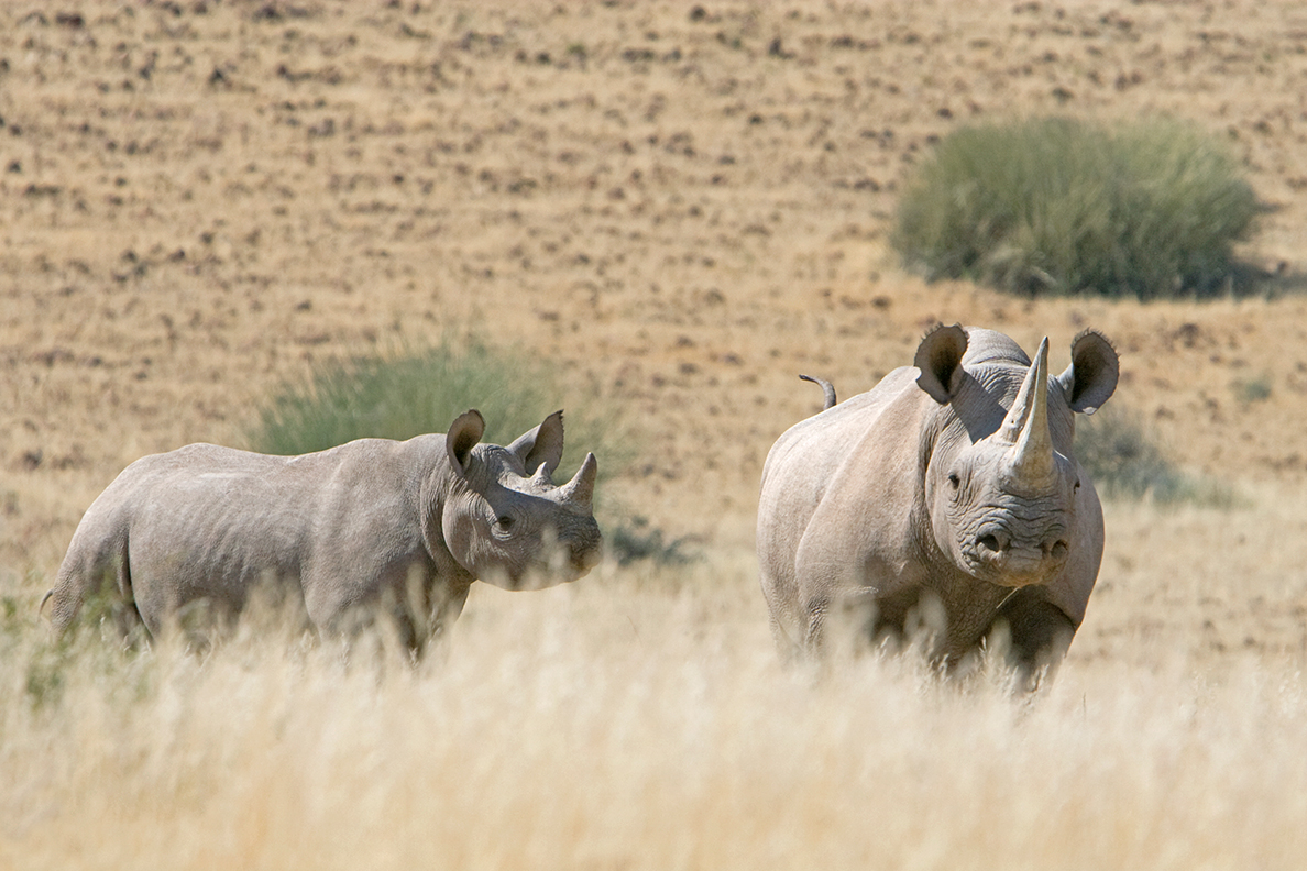 Desert Rhino Camp