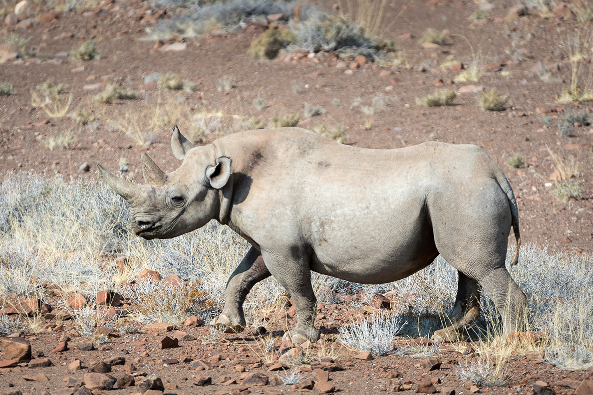Desert Rhino Camp