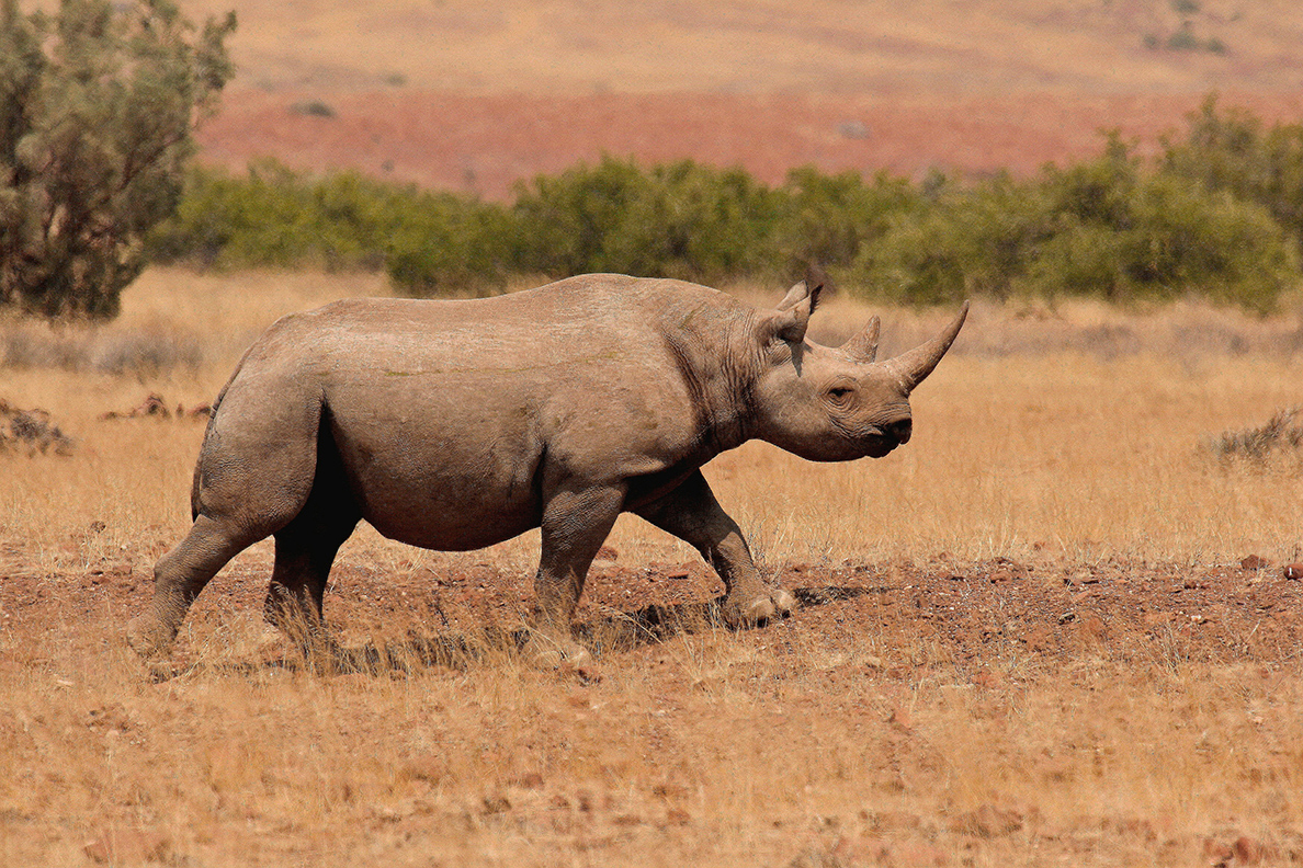 Desert Rhino Camp