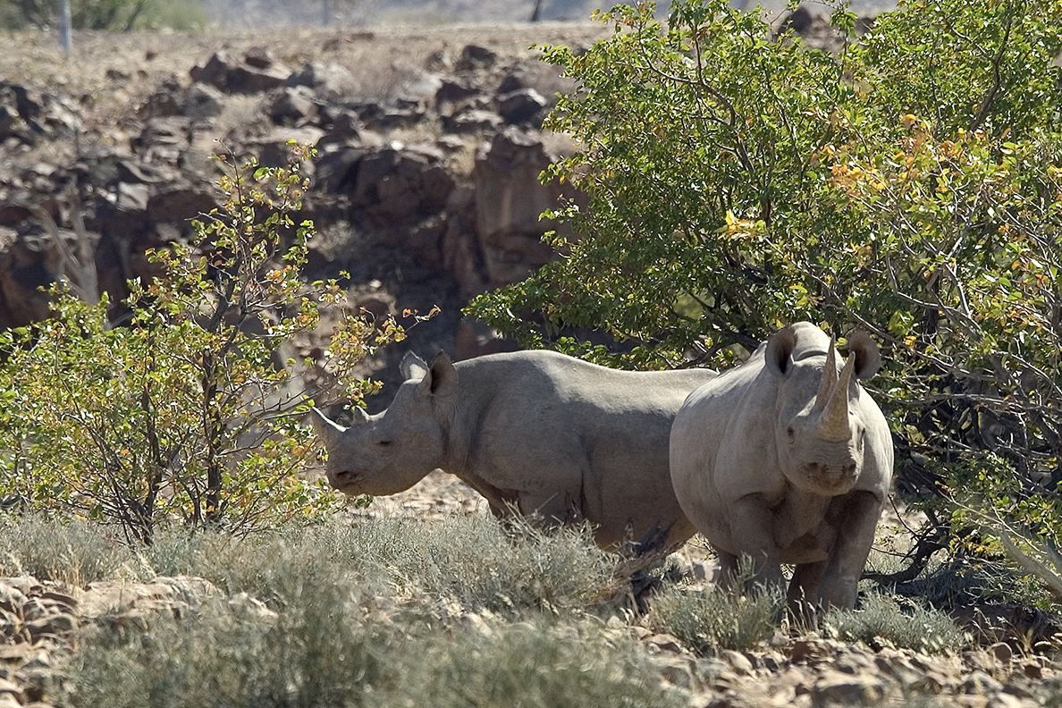 Desert Rhino Camp