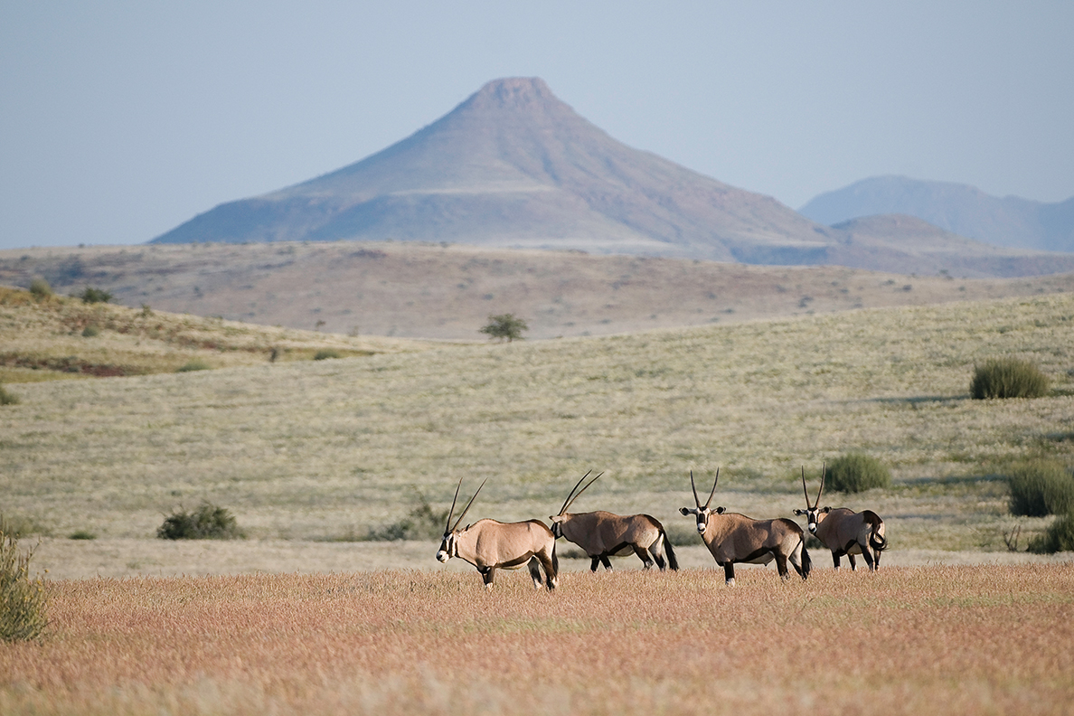 Desert Rhino Camp
