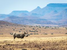 Desert Rhino Camp