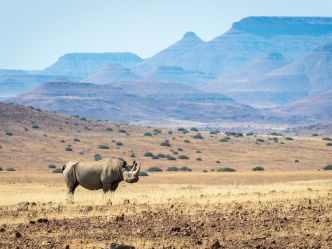 Desert Rhino Camp Desert Rhino Camp