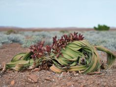 Desert Rhino Camp - Welwitschia Mirabilis