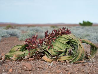 Desert Rhino Camp - Welwitschia Mirabilis Desert Rhino Camp - Welwitschia Mirabilis
