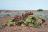 Desert Rhino Camp - Welwitschia Mirabilis