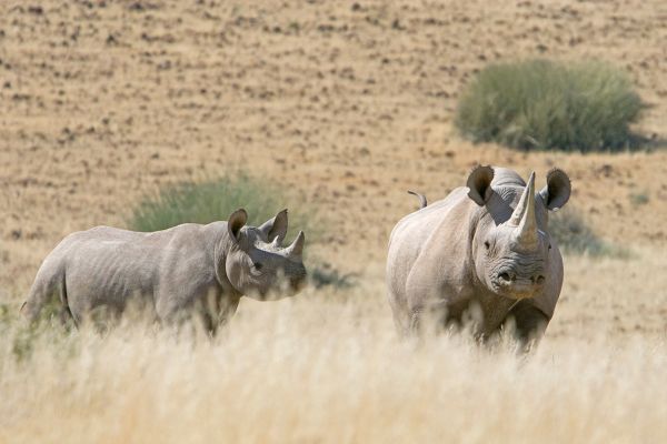 Desert Rhino Camp