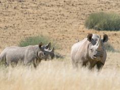 Desert Rhino Camp