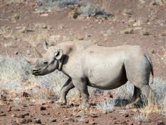 Desert Rhino Camp