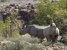 Desert Rhino Camp