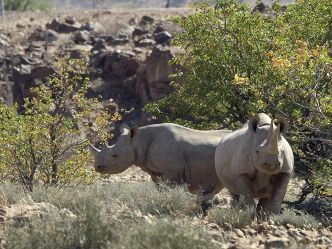 Desert Rhino Camp Desert Rhino Camp