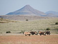 Desert Rhino Camp