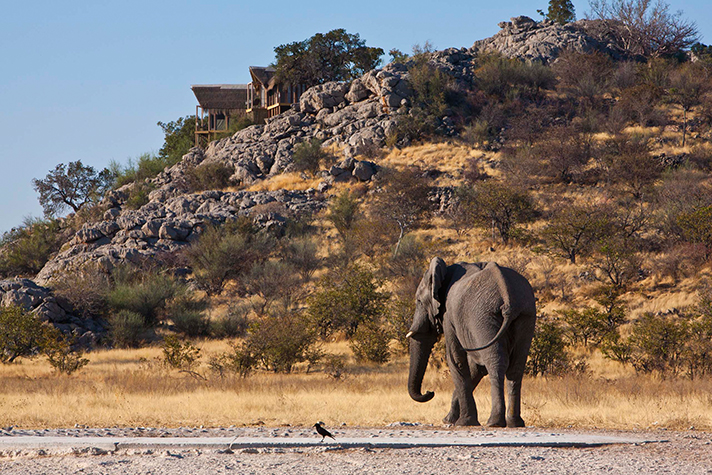 Dolomite Camp, Elefant an der Wasserstelle