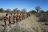 Dornhügel Gästefarm - Bushman Excursion