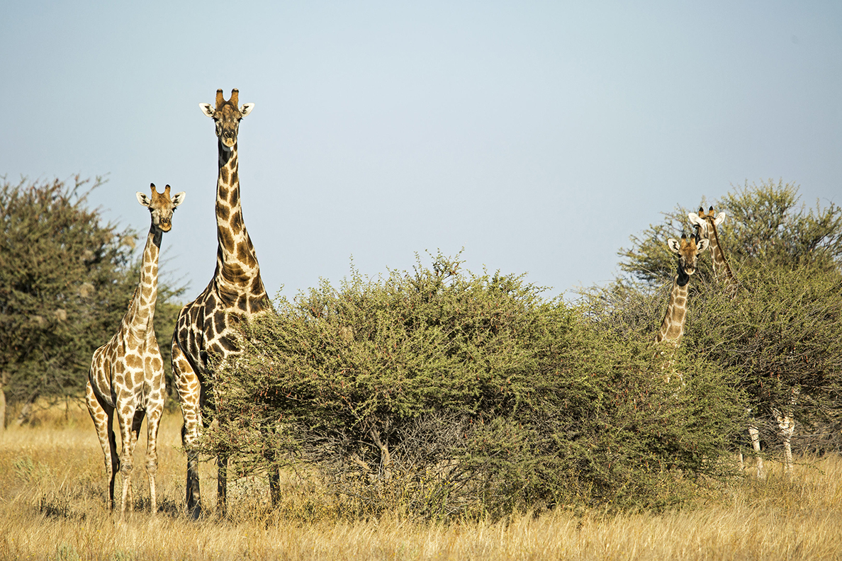 Epacha Game Lodge