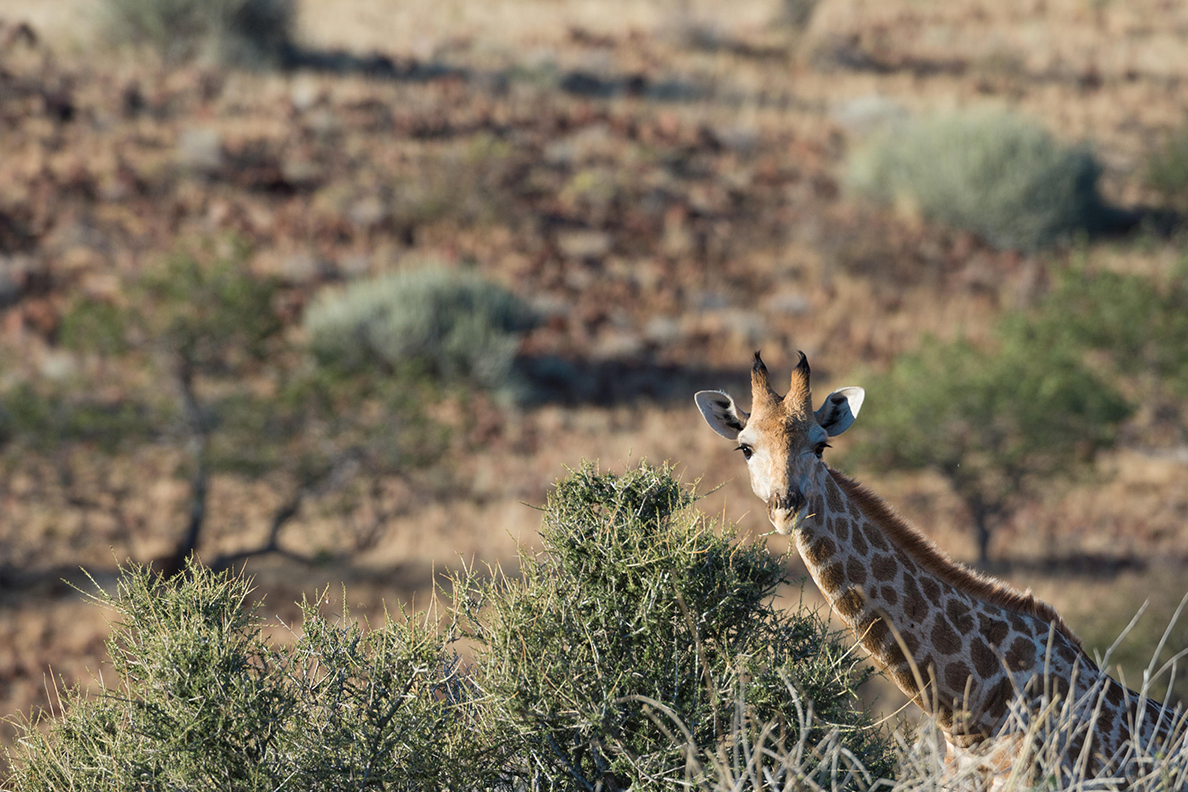 Etendeka - Giraffe