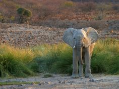 Etendeka - Wüstenelefant