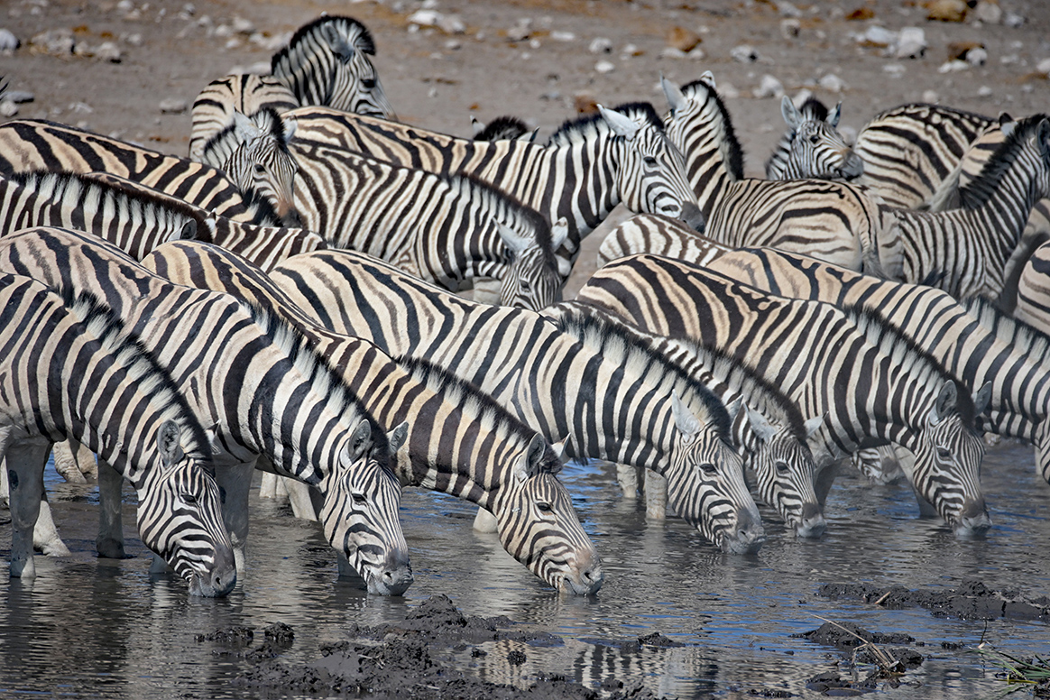 Etosha King Nehale Lodge - Tierbeobachtung im Etosha National Park