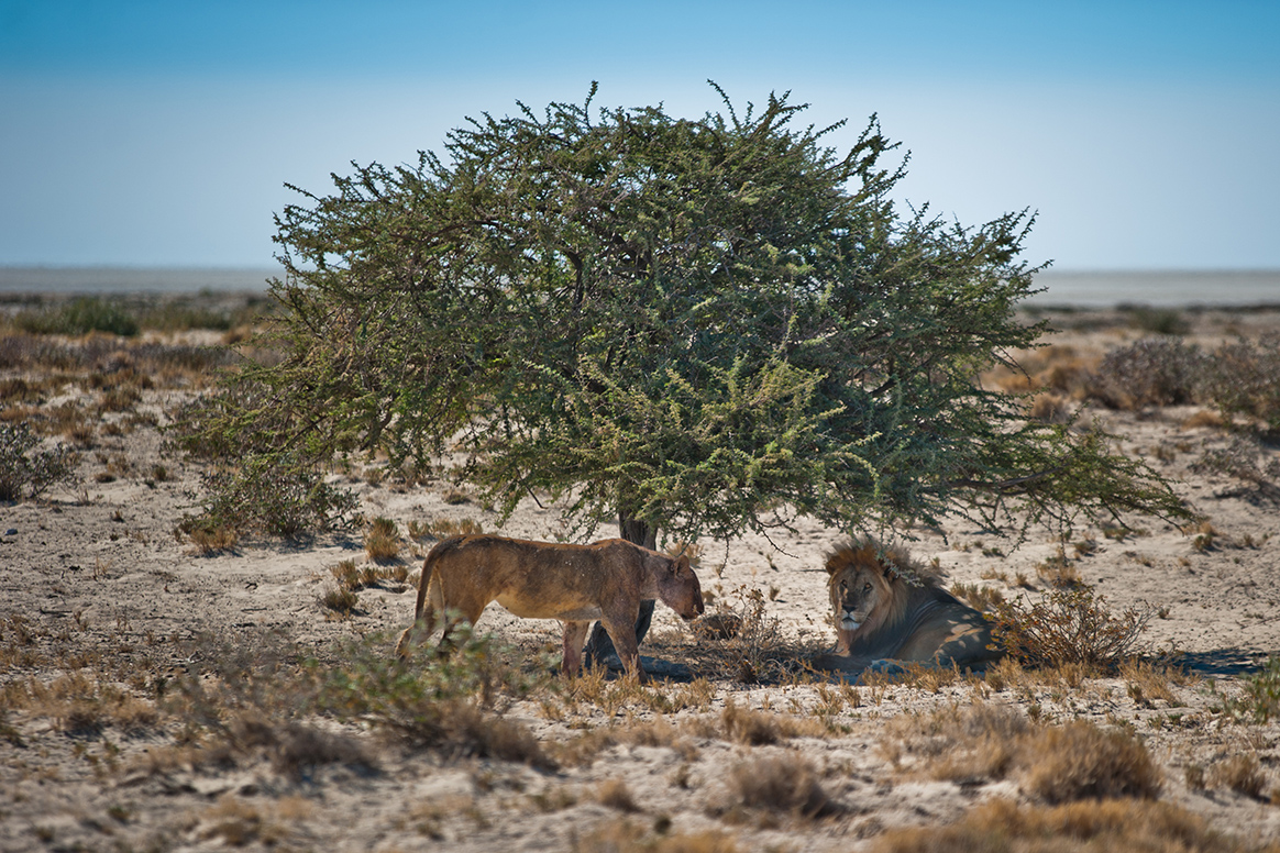 Etosha King Nehale Lodge - Tierbeobachtung im Etosha National Park