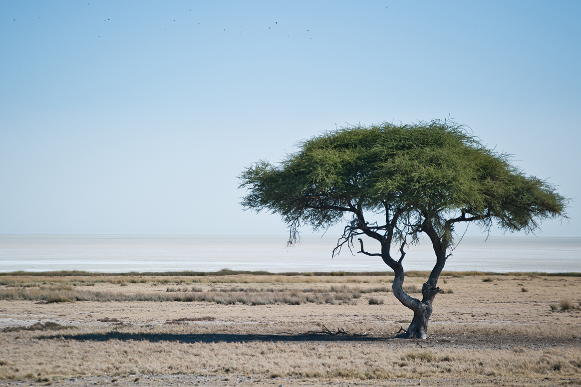 Etosha King Nehale Lodge - Tierbeobachtung im Etosha National Park